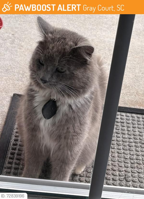 Found/Stray Unknown Cat last seen Friendship church rd, Gray Court, SC 29645