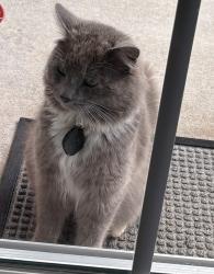 Found/Stray Unknown Cat last seen Friendship church rd, Gray Court, SC 29645
