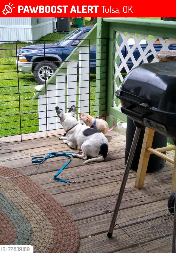 Lost Male Dog last seen 66th Street North and lewis, Tulsa, OK 74126