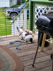Lost Male Dog last seen 66th Street North and lewis, Tulsa, OK 74126
