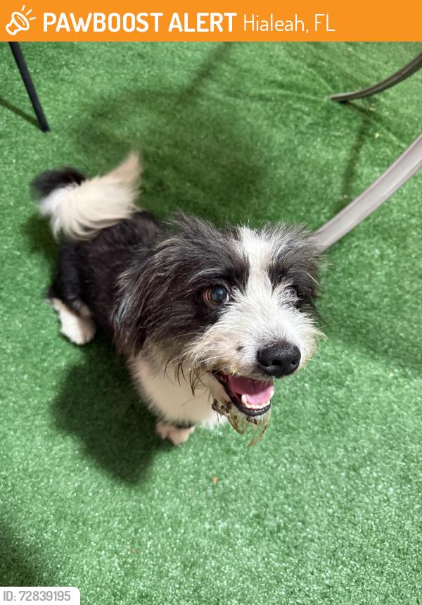 Found/Stray Male Dog last seen Near Ave 60 St. West Hialeah, Hialeah, FL 33012