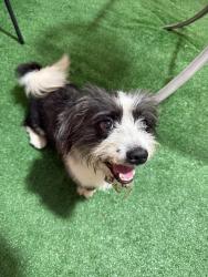 Found/Stray Male Dog last seen Near Ave 60 St. West Hialeah, Hialeah, FL 33012