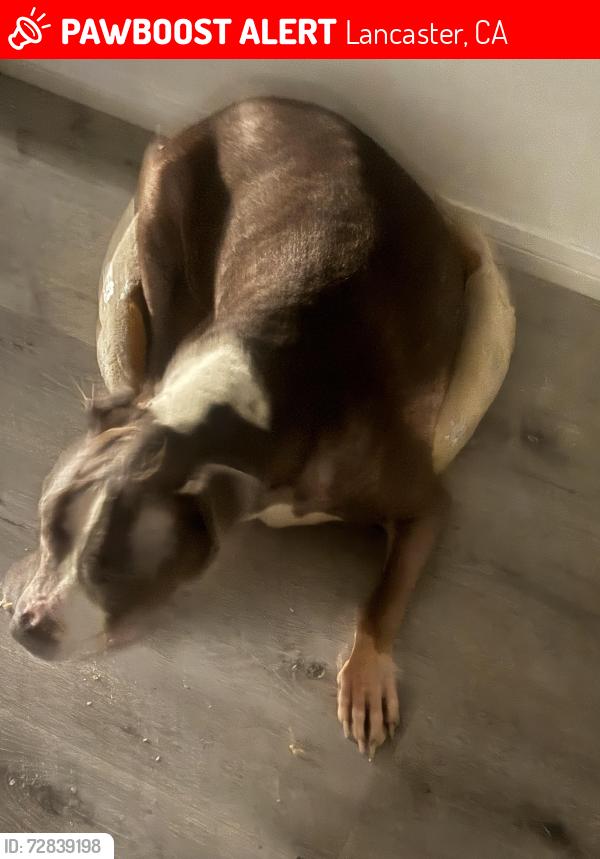 Lost Male Dog last seen Sierra hwy, Lancaster, CA 93534