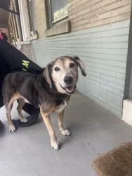 Found/Stray Male Dog last seen Charlotte St. , Lancaster, PA 17603