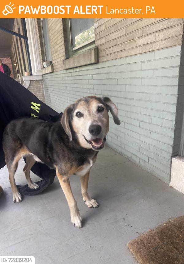 Found/Stray Male Dog last seen Charlotte St., Lancaster, PA 17603