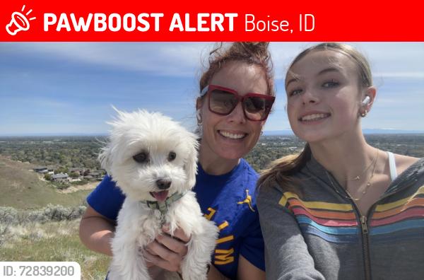 Lost Female Dog last seen 23rd and Ellis Ave, Boise, ID 83702
