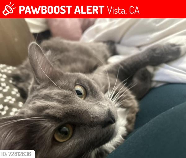 Lost Male Cat last seen Santa Fe Ave, Cypress Drive, Glenview LN, Kelglen LN, Vista, CA 92081