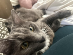 Lost Male Cat last seen Santa Fe Ave, Cypress Drive, Glenview LN, Kelglen LN, Vista, CA 92081