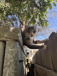 Found/Stray Female Cat last seen Quarter path trail , Chesapeake, VA 23320