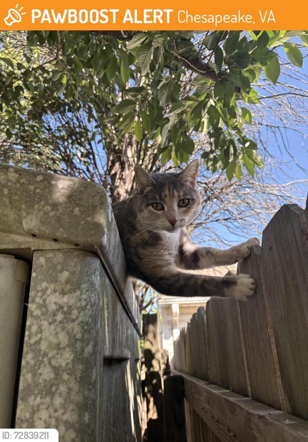 Found/Stray Female Cat last seen Quarter path trail , Chesapeake, VA 23320