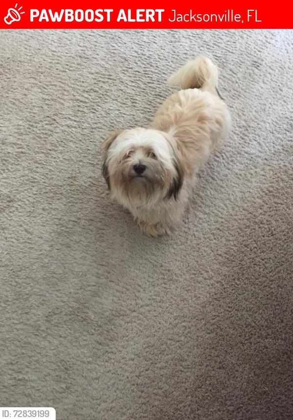Lost Male Dog last seen Near Sanwick Dr , Jacksonville, FL 32218