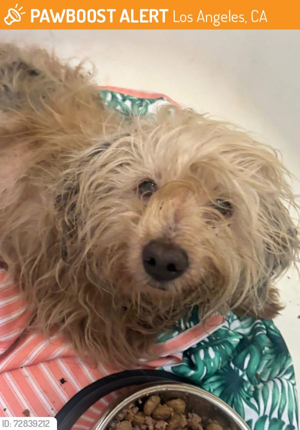 Found/Stray Unknown Dog last seen S Alameda & Tweedy SOUTHGATE , Los Angeles, CA 90002