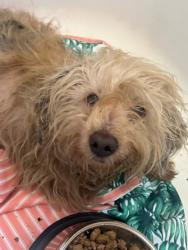 Found/Stray Unknown Dog last seen S Alameda & Tweedy SOUTHGATE , Los Angeles, CA 90002