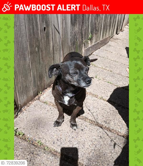 Lost Male Dog last seen Marsh lane and Seguin, Dallas, TX 75229