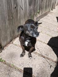 Lost Male Dog last seen Marsh lane and Seguin, Dallas, TX 75229