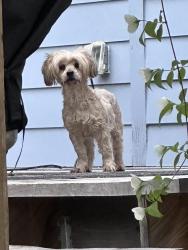 Found/Stray Female Dog last seen Hwy100 /Steadman Rd , Buchanan, GA 30113