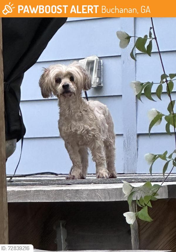 Found/Stray Female Dog last seen Hwy100 /Steadman Rd , Buchanan, GA 30113