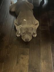 Reunited Male Dog last seen Near Iron Gate in Jonesboro , Irondale, GA 30238