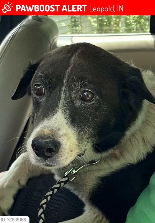 Lost Male Dog last seen St. Augustine Church Leopold, Marcy's Restaurant, Leopold, IN 47551