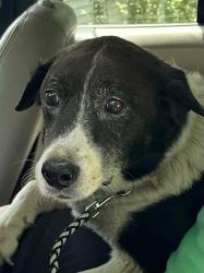 Lost Male Dog last seen St. Augustine Church Leopold, Marcy's Restaurant, Leopold, IN 47551