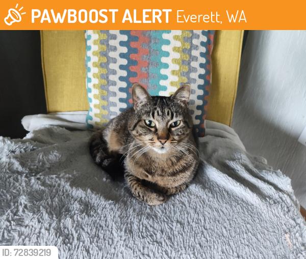 Found/Stray Female Cat last seen 47th & Silvertip lane, Everett, WA 98203