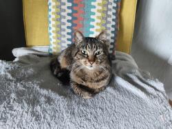 Found/Stray Female Cat last seen 47th & Silvertip lane, Everett, WA 98203