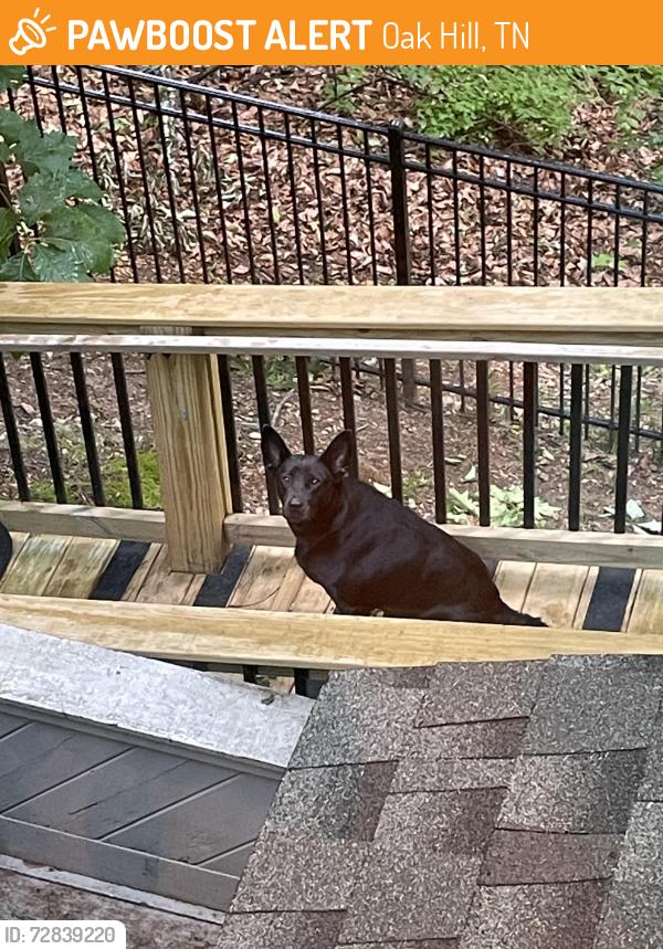 Found/Stray Unknown Dog last seen Otter Creek Rd, Radnor Lake west entrance, Oak Hill, TN 37220