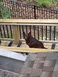 Found/Stray Unknown Dog last seen Otter Creek Rd, Radnor Lake west entrance, Oak Hill, TN 37220