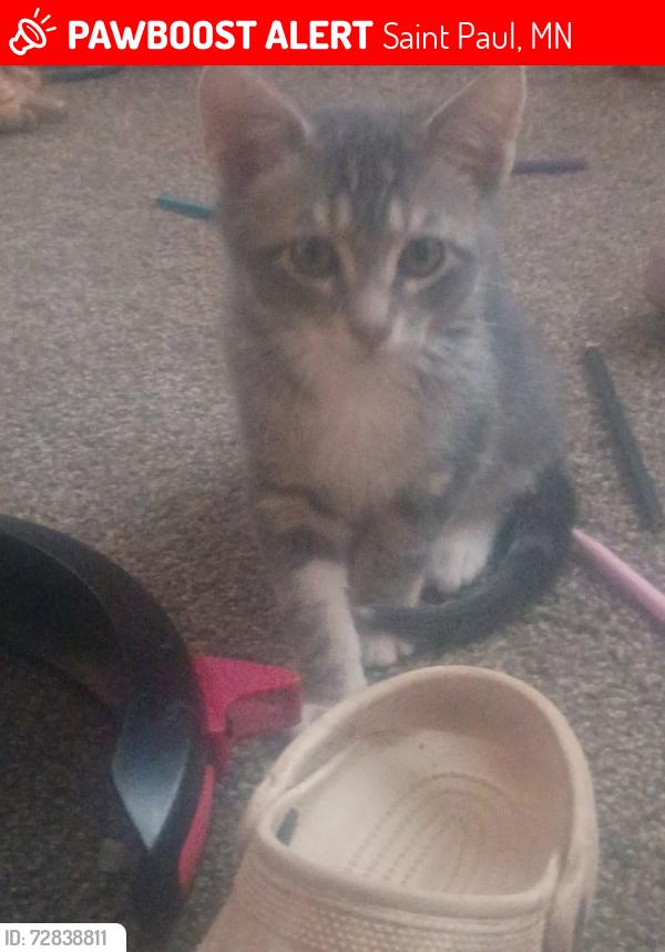 Lost Male Cat last seen Ivy ave e and Forest , Saint Paul, MN 55106