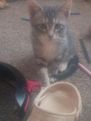 Lost Male Cat last seen Ivy ave e and Forest , Saint Paul, MN 55106