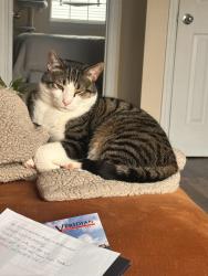 Lost Male Cat last seen Near UK hosp, Lexington, KY 40508
