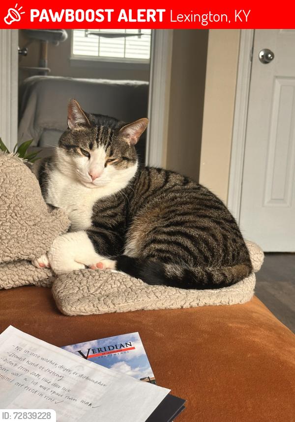 Lost Male Cat last seen Near UK hosp, Lexington, KY 40508
