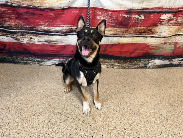 Shelter Stray Male Dog last seen Near BLOCK SW 153 PATH, Doral, FL 33122