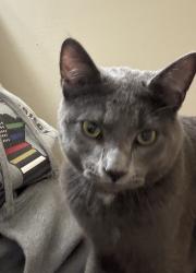 Found/Stray Male Cat last seen 235th St & Jensen Ave N, Forest Lake, MN 55025