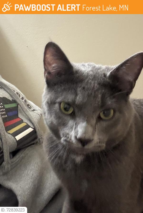 Found/Stray Male Cat last seen 235th St & Jensen Ave N, Forest Lake, MN 55025