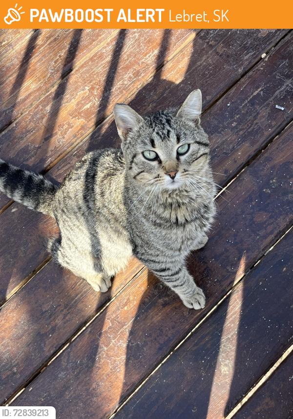 Surrendered Male Cat last seen LaRocque est on Katepwa Lake, Lebret, SK 