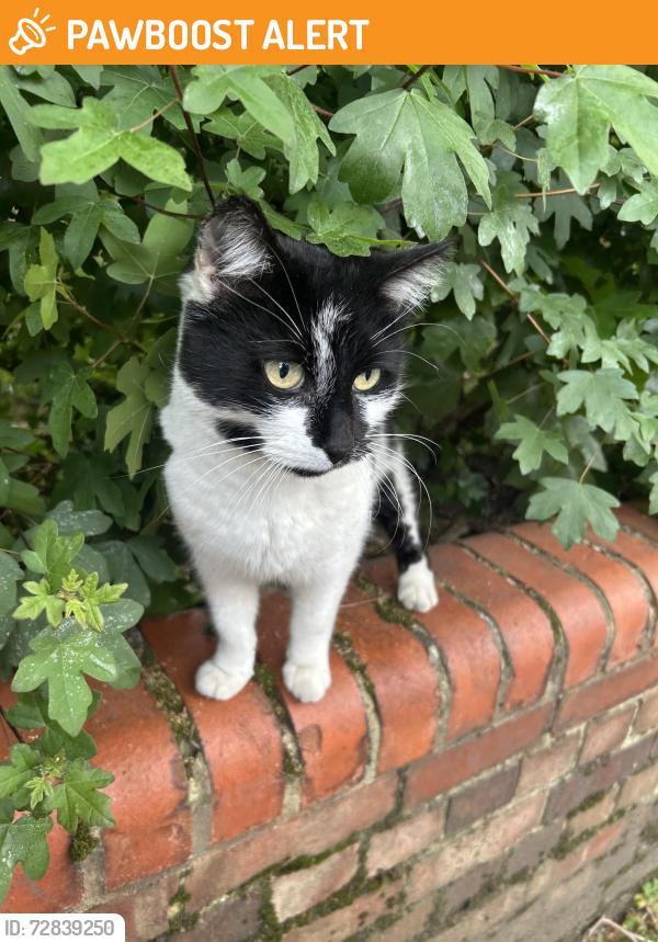 Found/Stray Unknown Cat last seen Hackney downs park, Greater London, England 