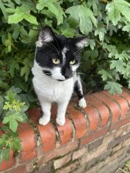 Found/Stray Unknown Cat last seen Hackney downs park, Greater London, England 
