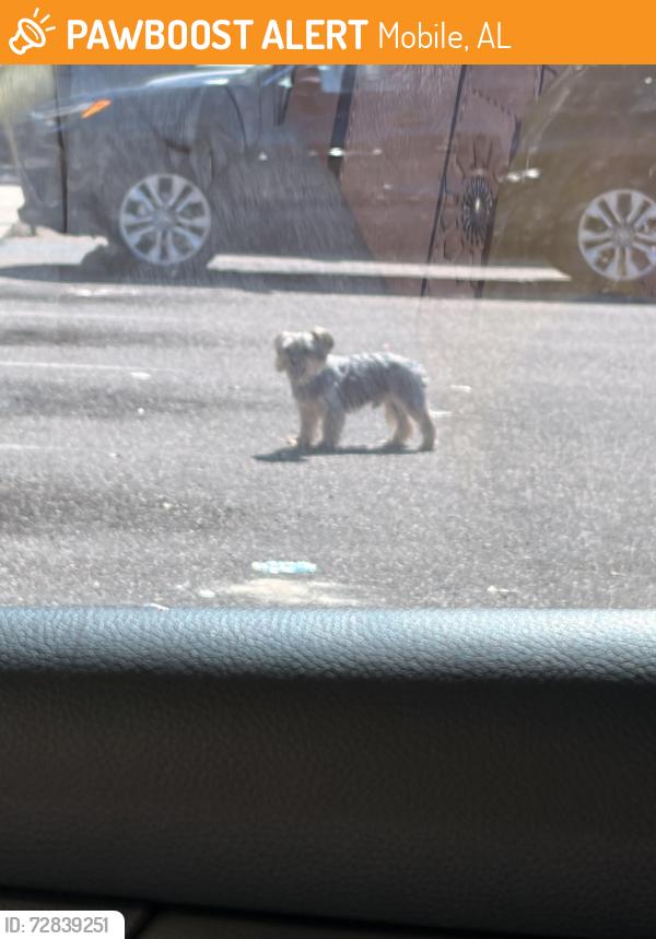 Found/Stray Unknown Dog last seen Near Dawes road. Dollar tree , Mobile, AL 36619