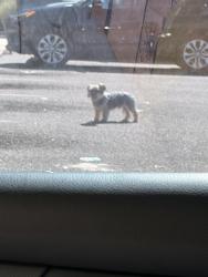Found/Stray Unknown Dog last seen Near Dawes road. Dollar tree , Mobile, AL 36619