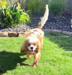 Found/Stray Male Dog last seen Raywood Manor , Yukon, OK 73099