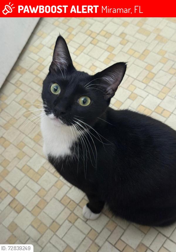 Lost Male Cat last seen miramar and 67 st, Miramar, FL 33023