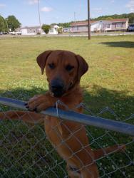 Found/Stray Male Dog last seen Ripley and Zehner, Limestone County, AL 35611
