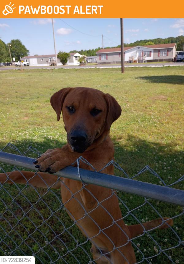 Found/Stray Male Dog last seen Ripley and Zehner, Limestone County, AL 35611