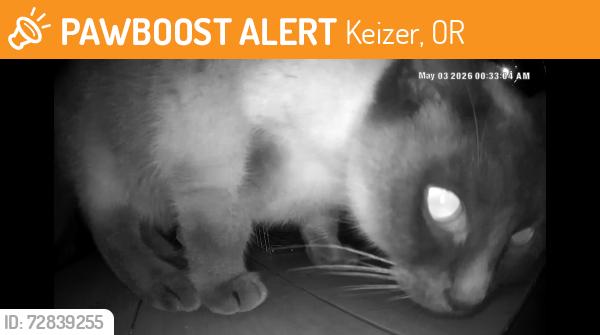 Found/Stray Unknown Cat last seen Brian and chemawa road , Keizer, OR 97307