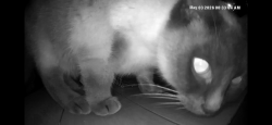 Found/Stray Unknown Cat last seen Brian and chemawa road , Keizer, OR 97307