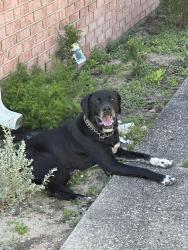 Found/Stray Male Dog last seen Cottonwood , Ferry Pass, FL 32514
