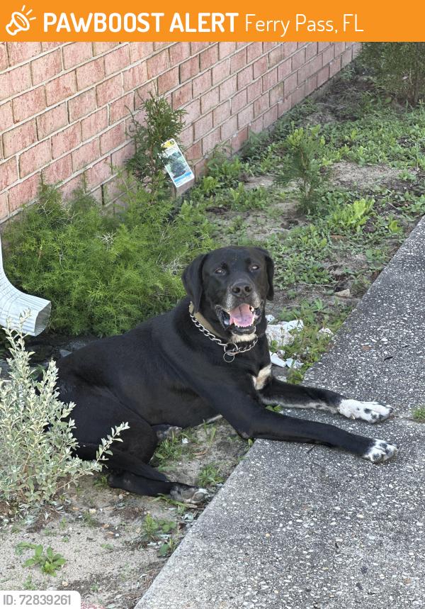 Found/Stray Male Dog last seen Cottonwood , Ferry Pass, FL 32514