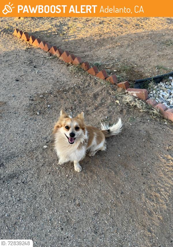 Found/Stray Male Dog last seen Aztec Ln and Pearmain St, Adelanto, CA 92301