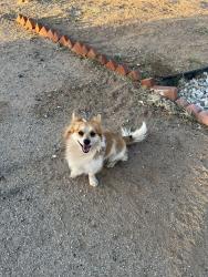 Found/Stray Male Dog last seen Aztec Ln and Pearmain St, Adelanto, CA 92301